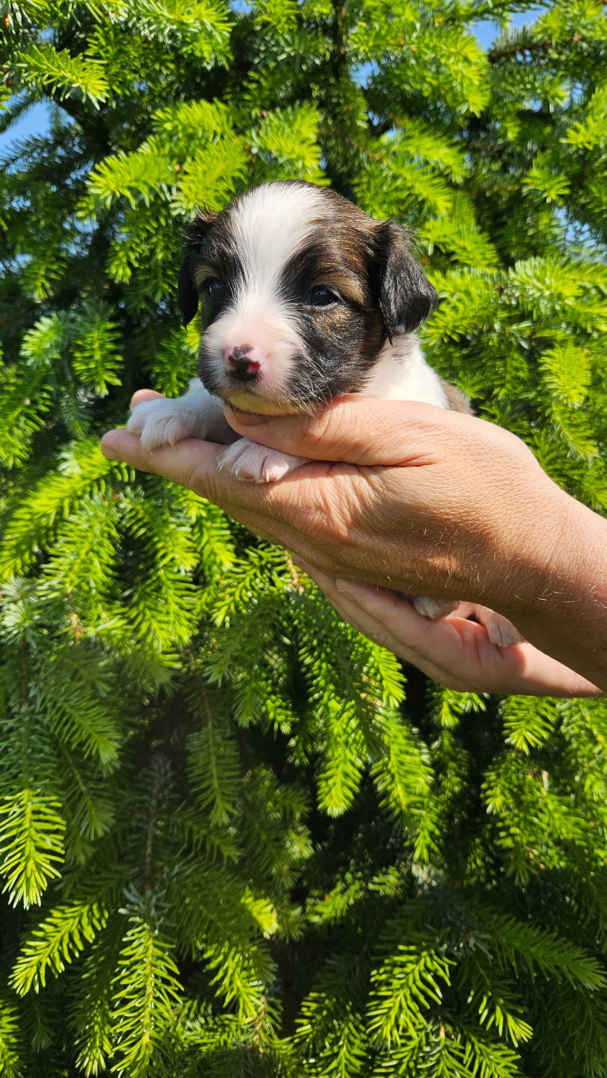 Papillon piesek FCI