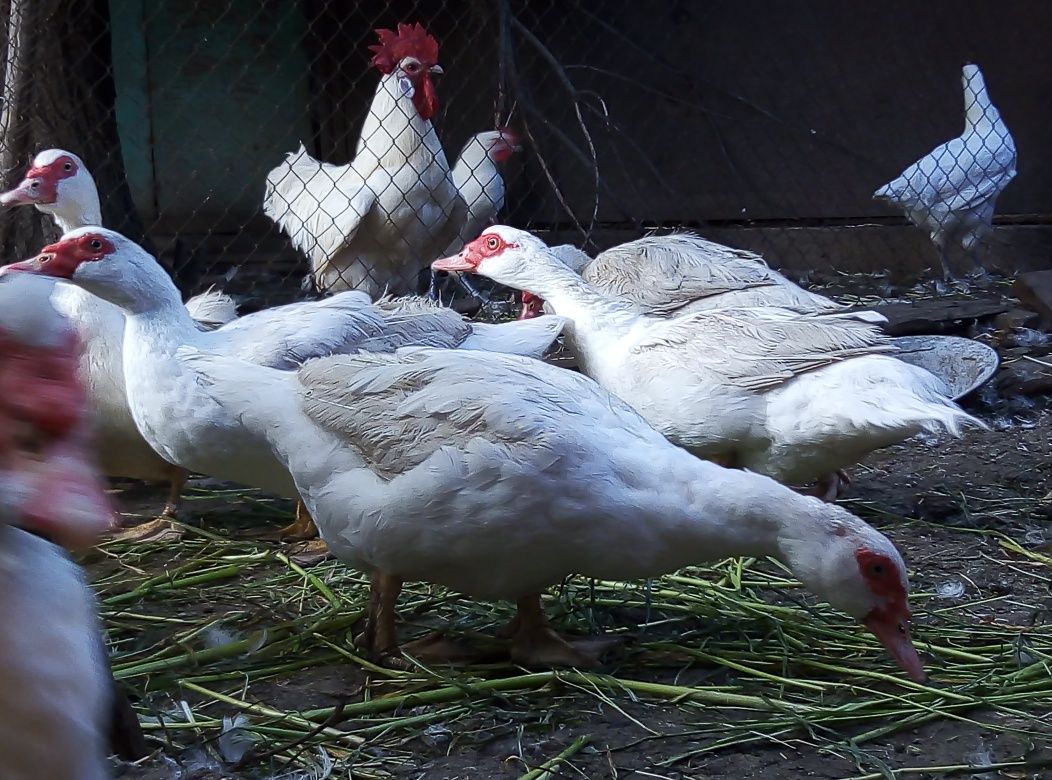 Мускусные утки,индо -утки,(утята,инкубационное яйцо)