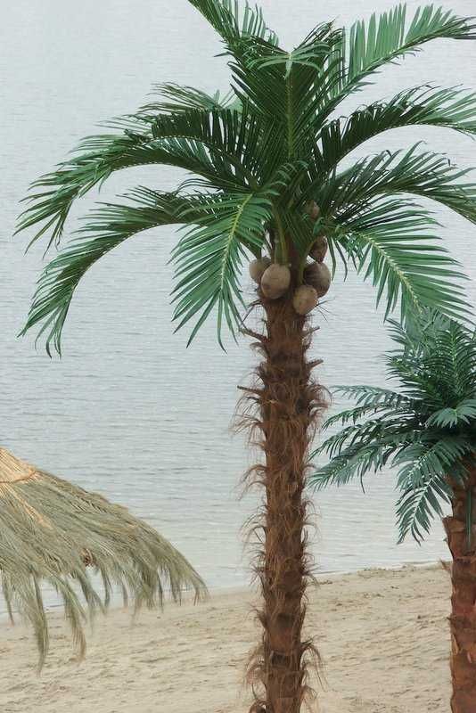 Palma mrozoodporna 5,5m na basen plażę do ogrodu