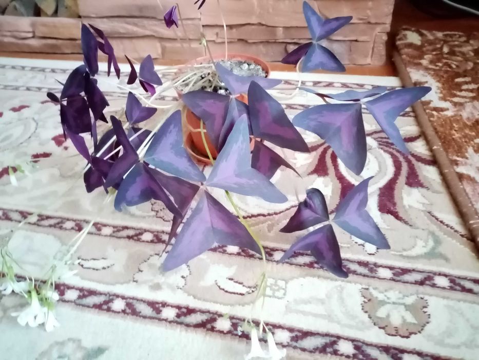 Продам комнатный цветок "Кислица" (оксалис)