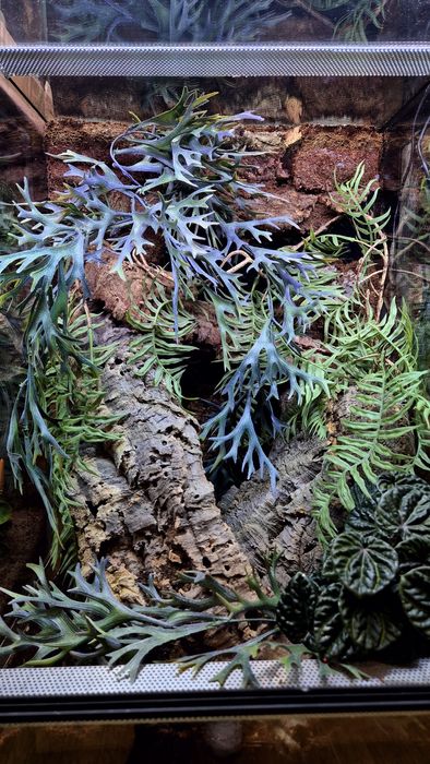 Terrarium 40x40x60H, wystrój, Producent, wysyłka, ścianka, Nowe