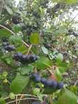 Aronia ekologiczna