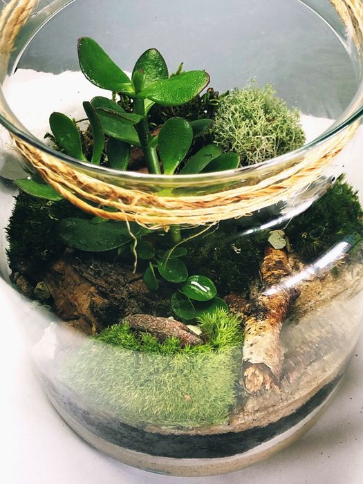 Las w szkle Lasy w bańce, słoiku, ekosystem