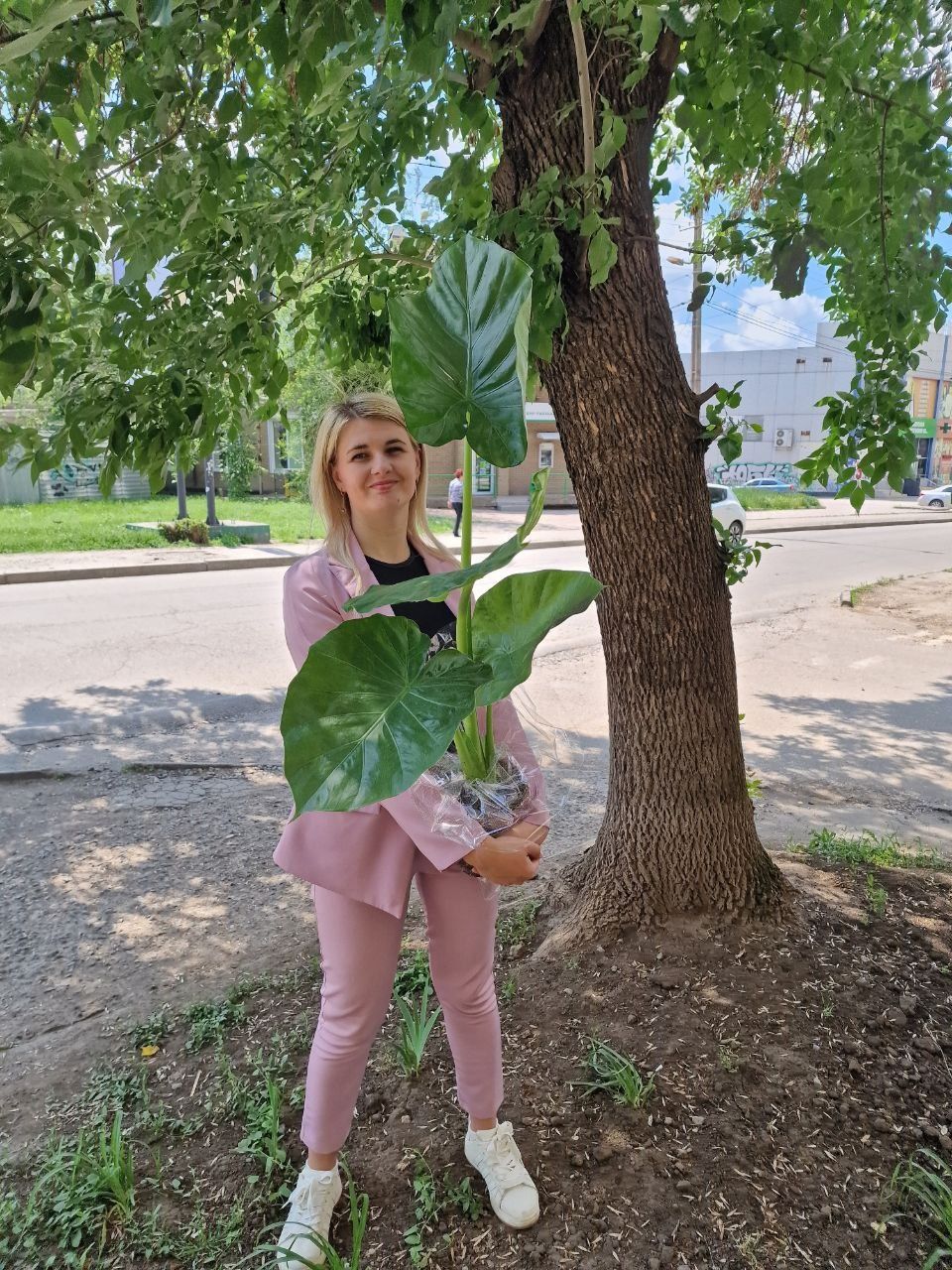 Алоказия Macrorrhiza. Алоказія Макроріза
