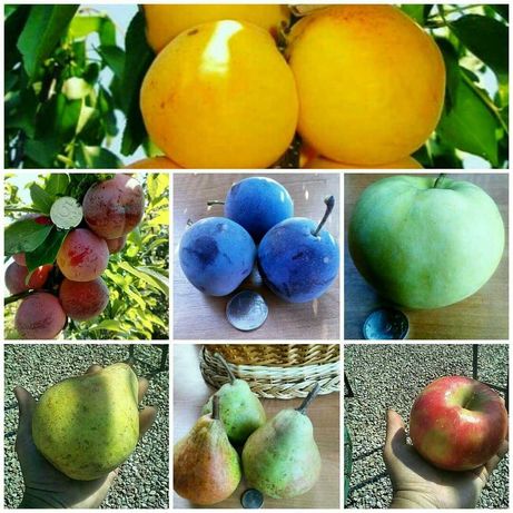 Саженцы плодовые Яблони,абрикосы,сливы,черешня,груши,вишни