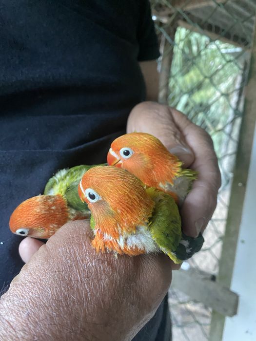 Agapornis fisheri opalinos