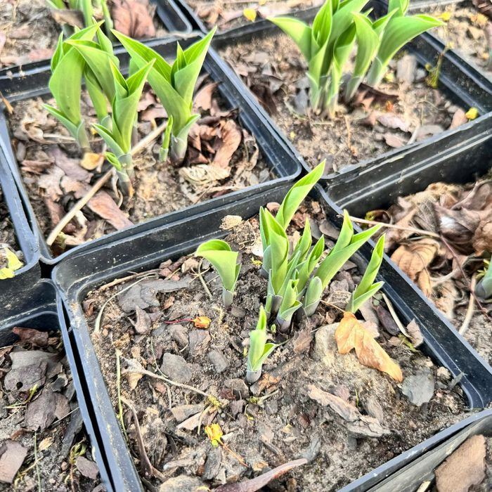 Funkia Hosta 'Pacific Blue Edger' Doniczka 2.0L Niska odmiana