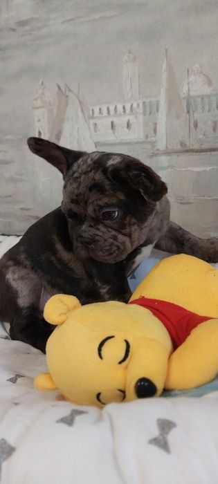 Хлопчик французский бульдог