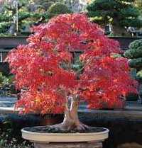 Acer rubrum 30 sementes