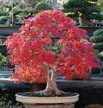 Acer rubrum 30 sementes