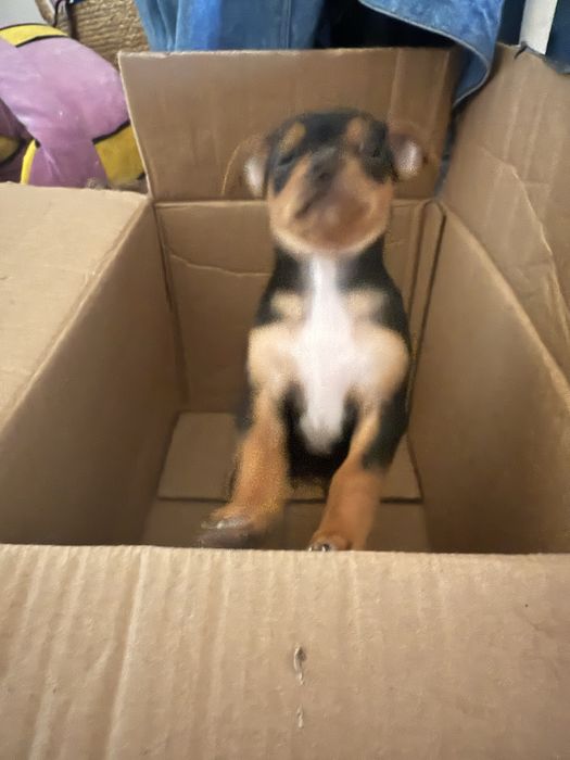 Cachorros porte pequeno