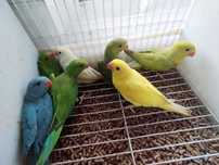 Ring necks e agapórnis criados a mão