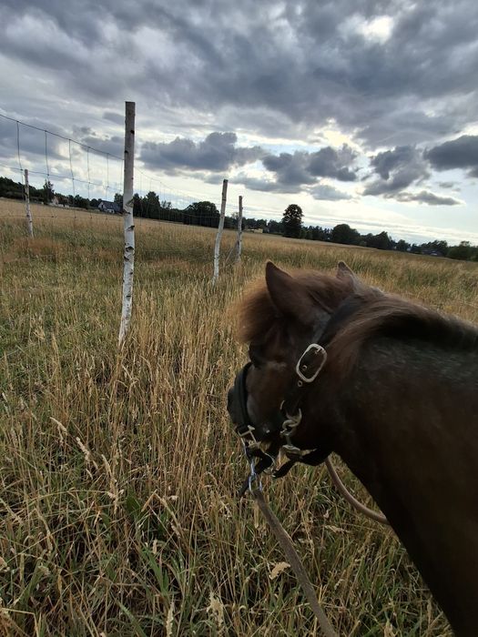 Kochany kucyk profesor