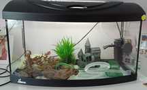 Akwarium Diversa 60 L