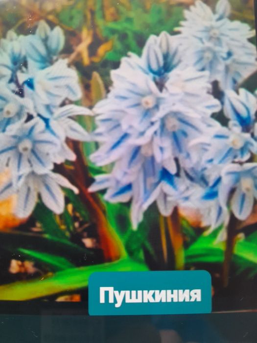 Безвременник   иридодиктум, молодило