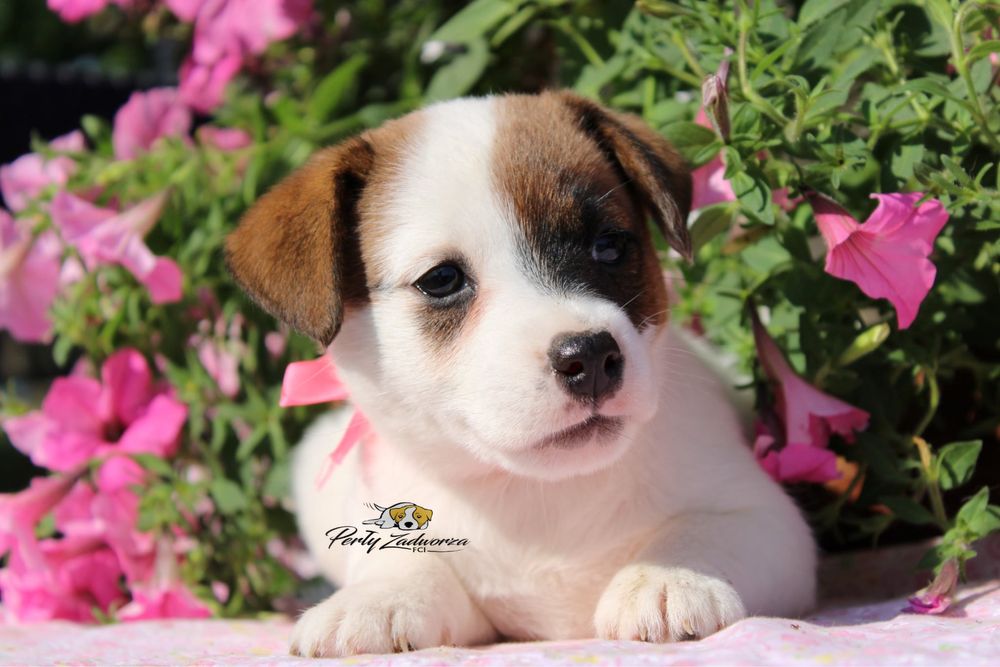 Sunia Jack Russell Terrier ZKwP FCI*Gotowa do odbioru*