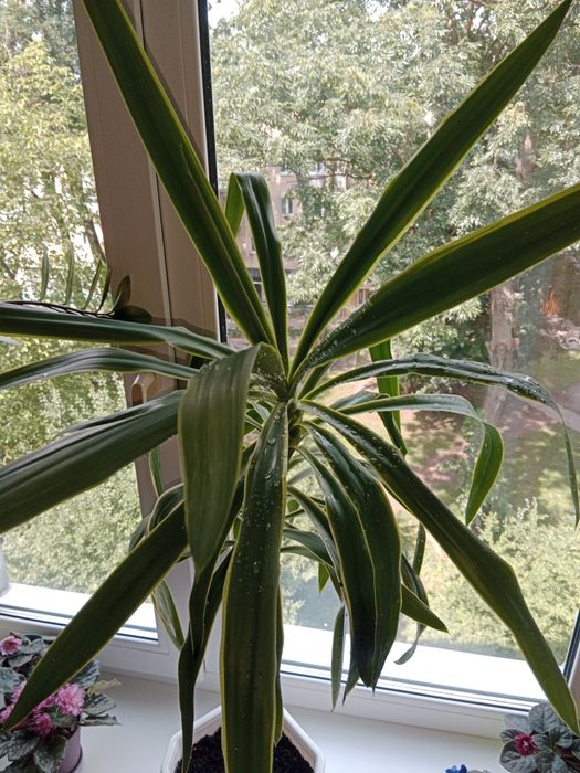 Юка кімнатна. Висота 115 см. Дуже гарний вазончик.