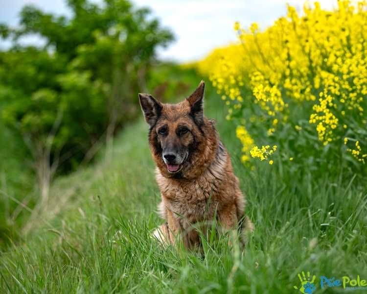 Sonetka - starsza, miła suczka w typie rasy owczarek niemiecki