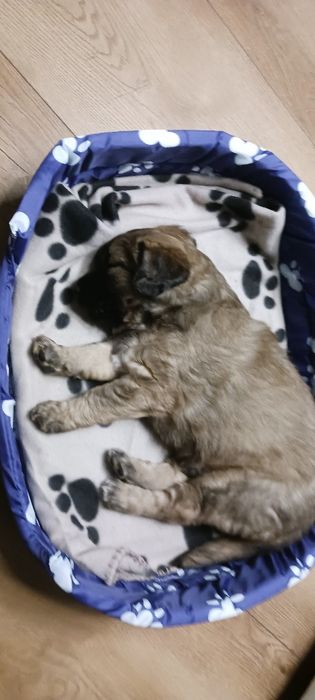 RASOWE PIESKI. Matka rasowa bardzo łagodna