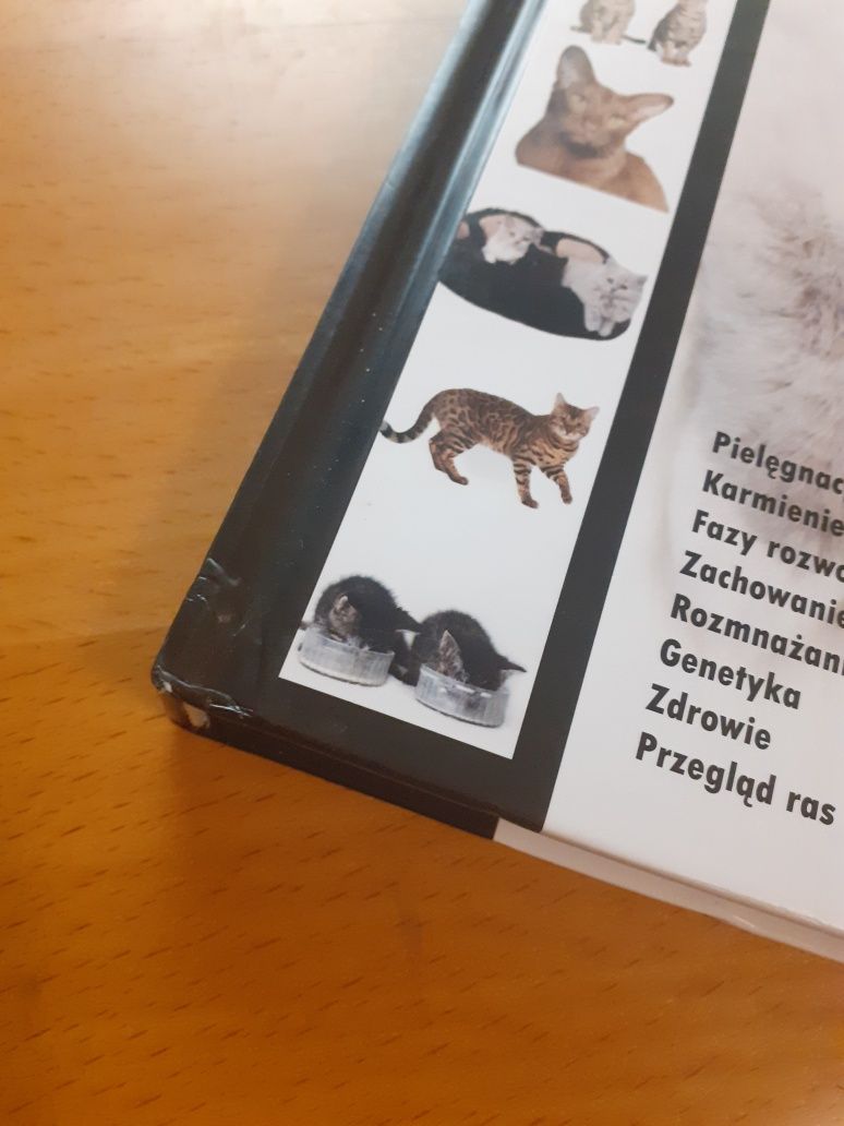 Książka "Koty i kocięta" poradnik