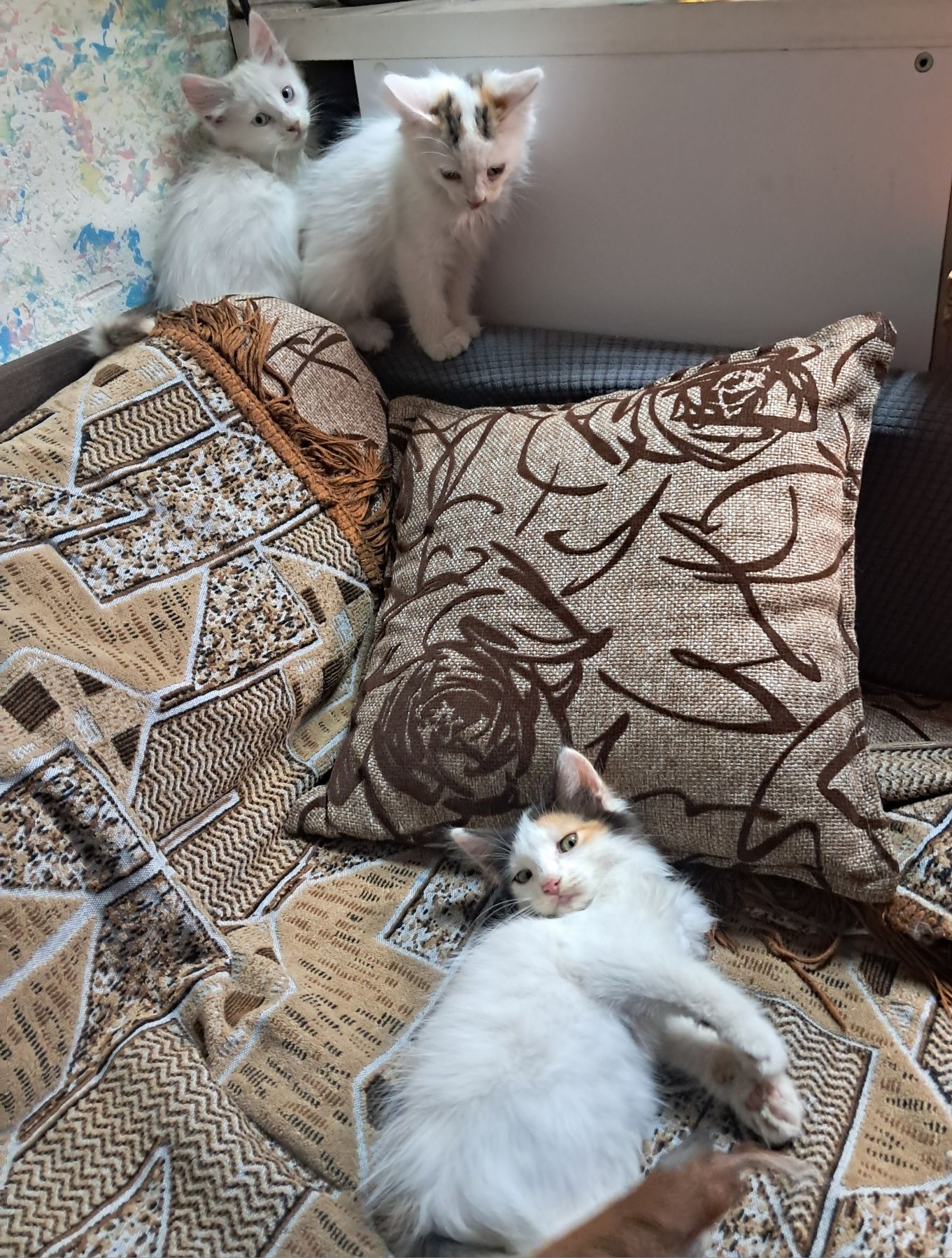 Отдам бесплатно котят