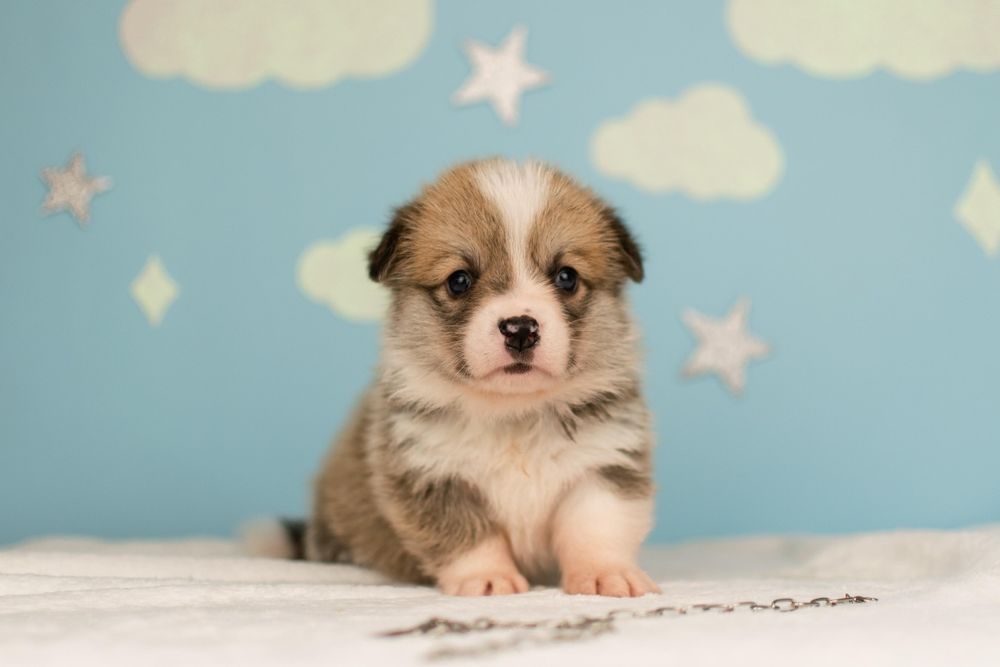 Пропонується хлопчик вельш коргі пемброк до попереднього бронювання.