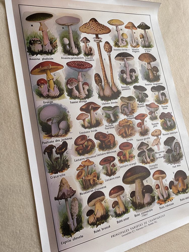Gobelin na płótnie HD/Botanical - Nature, Mushrooms