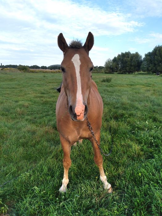 Продам коня. Новоалександровский ваговоз