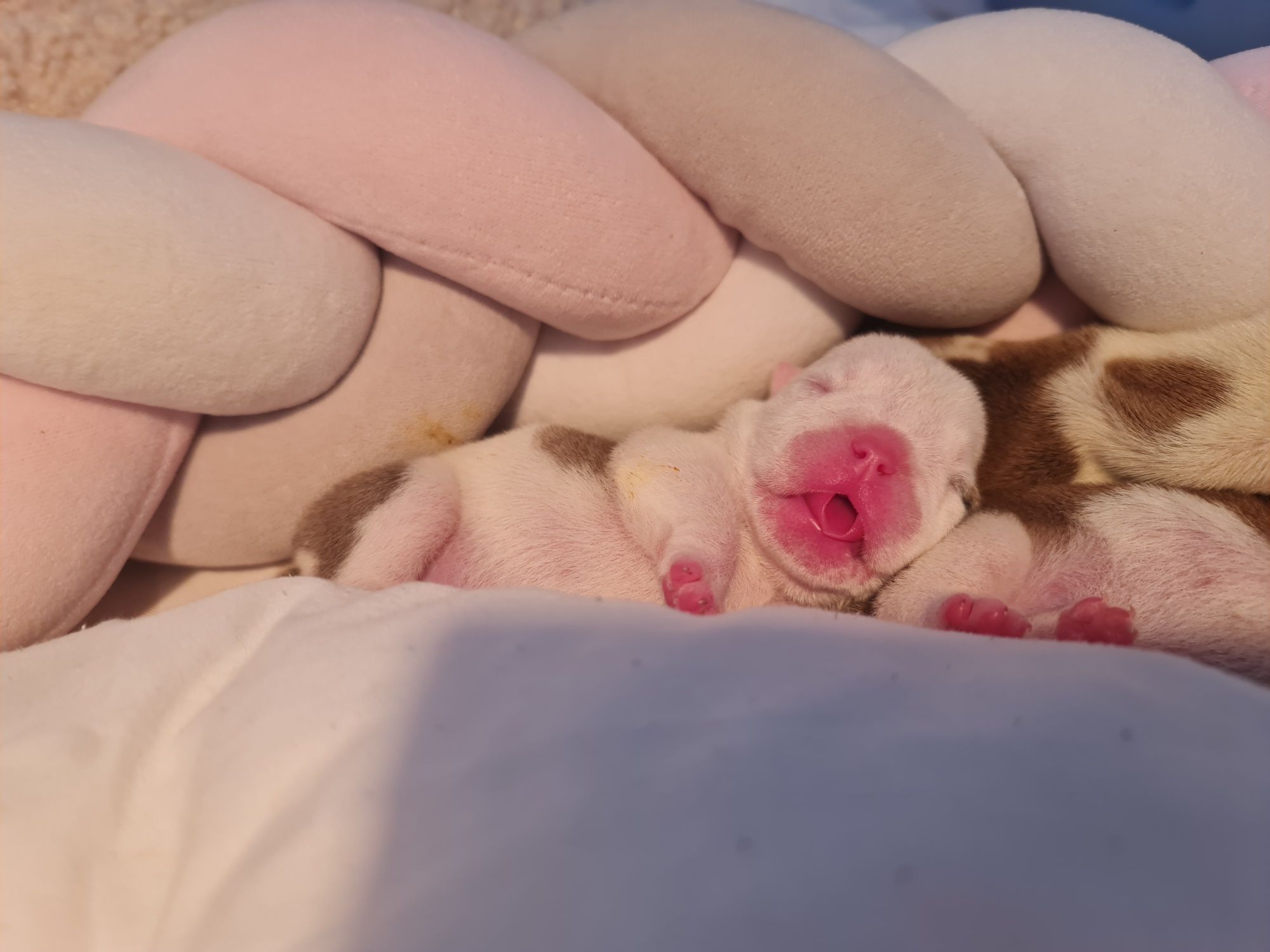 Bulldogs Ingleses