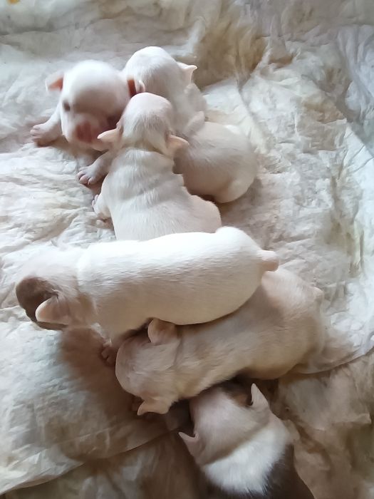 Гарнесенькі,в різноманітних кольорах, дівчатка та хлопчики Доставимо