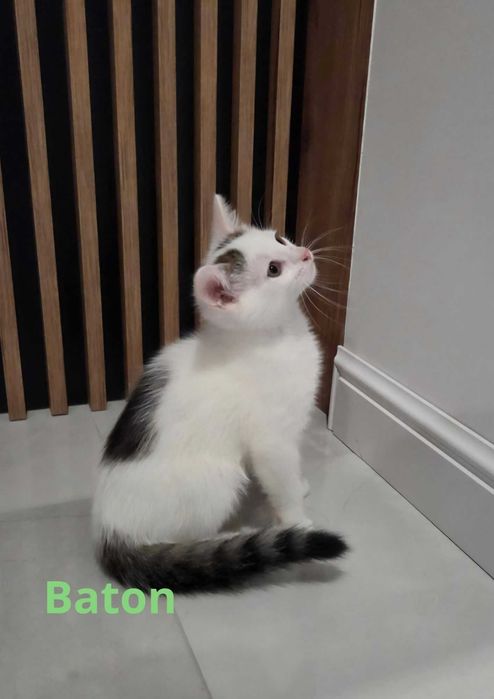 Oddam za darmo trzy urocze kotki :)