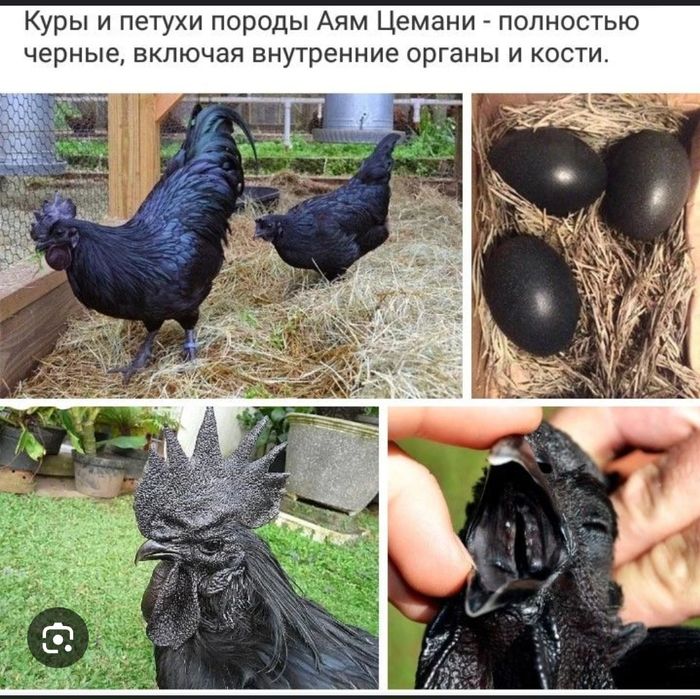 Інкубаційне яйце елітних кур
