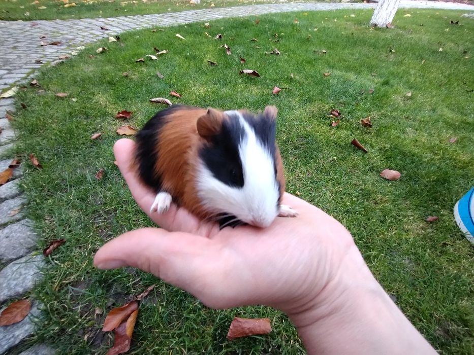 Kawia domowa świnka morska gładkowłosa 5 tygodni