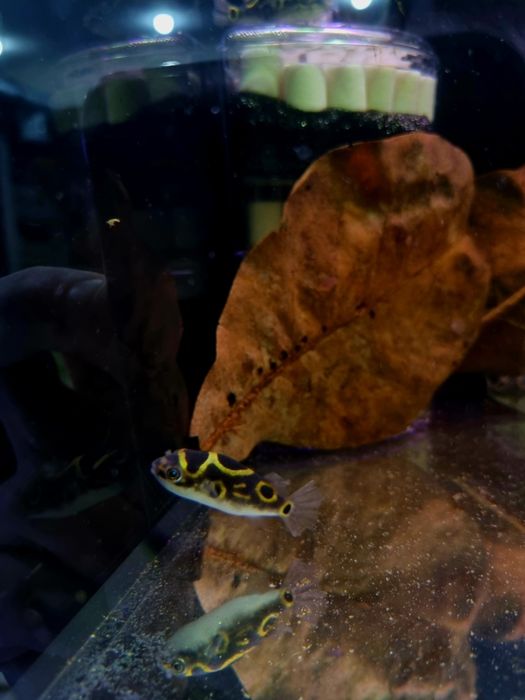 Kolcobrzuch dwuplamy/ Kolcobrzuch z ósemką (Tetraodon biocellatus)