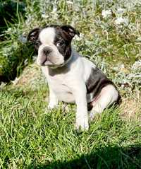 Boston Terrier FCI ZKwP Bolo