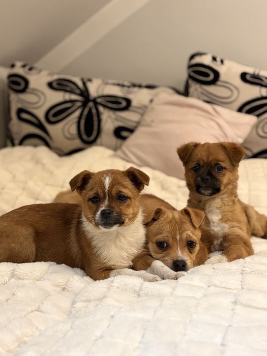 Oddam pieski mieszano- pekińczyki