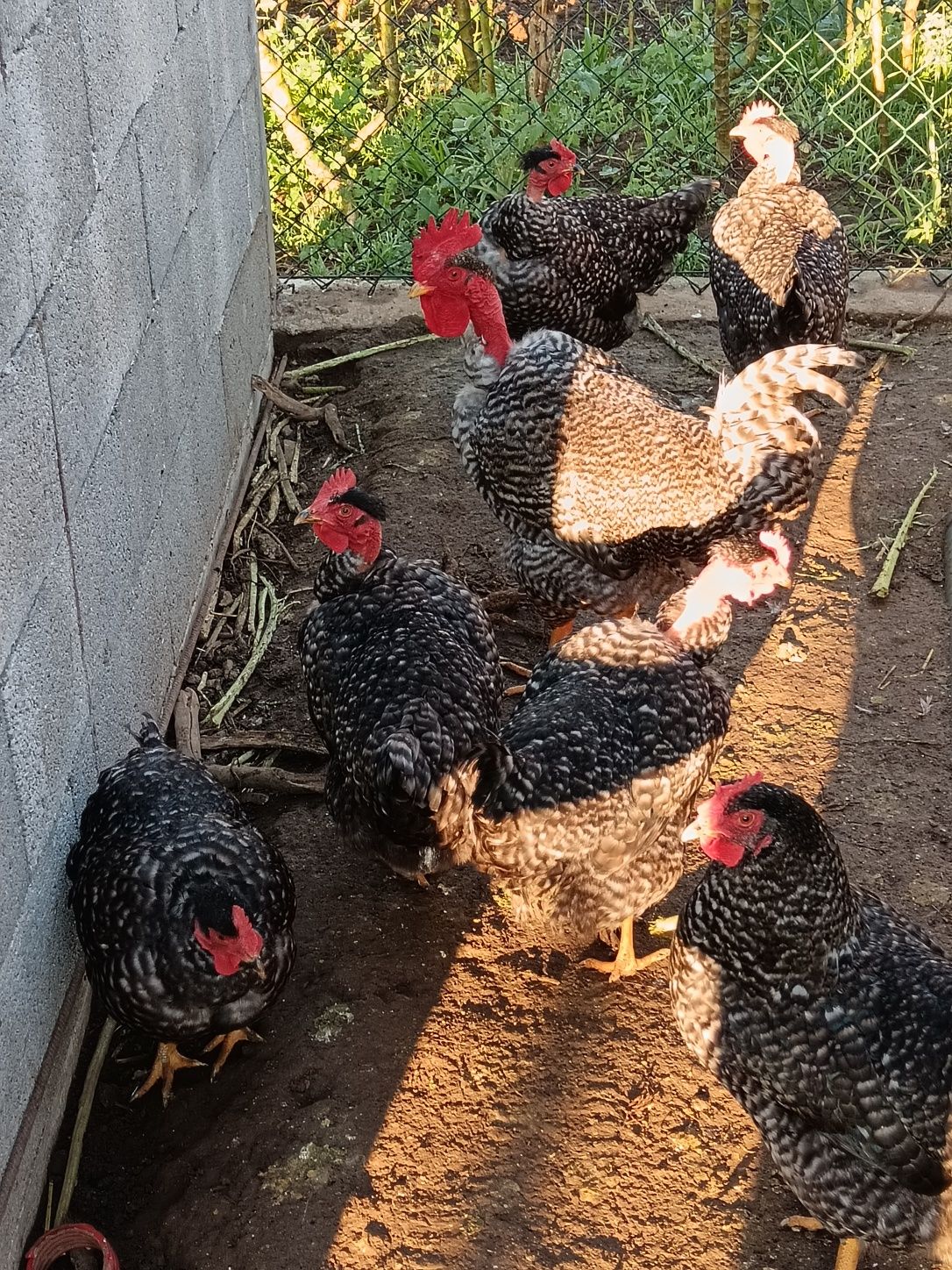 Ovos galados de galinha pedrês portuguesa