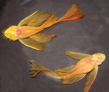 Super cena Ancistrus sp albino welon 5-6cm Zbrojnik glonojad welonowy