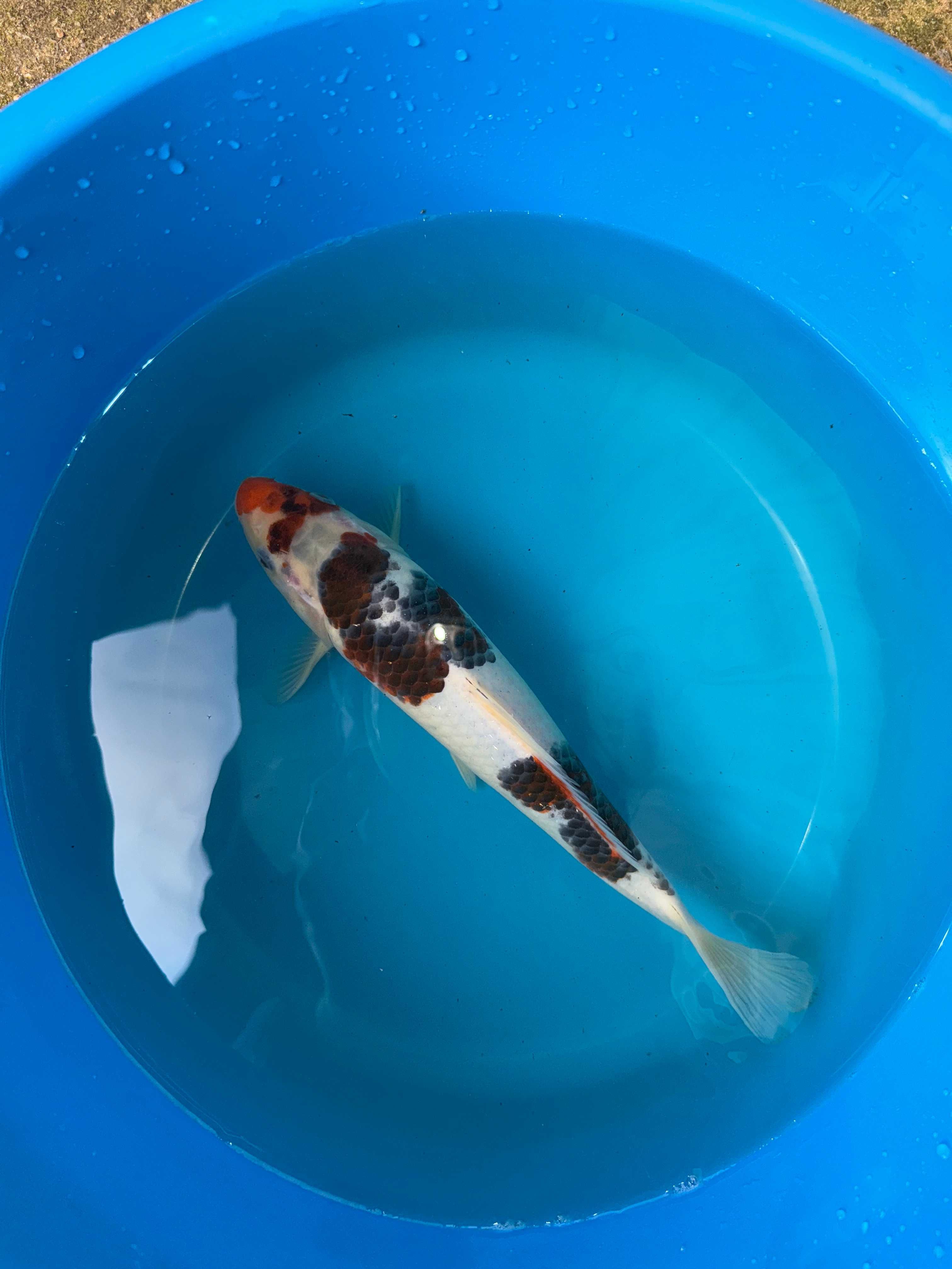 Carpa Koi GOROMO 28cm Japonesa SAKAZUME KOI FARM