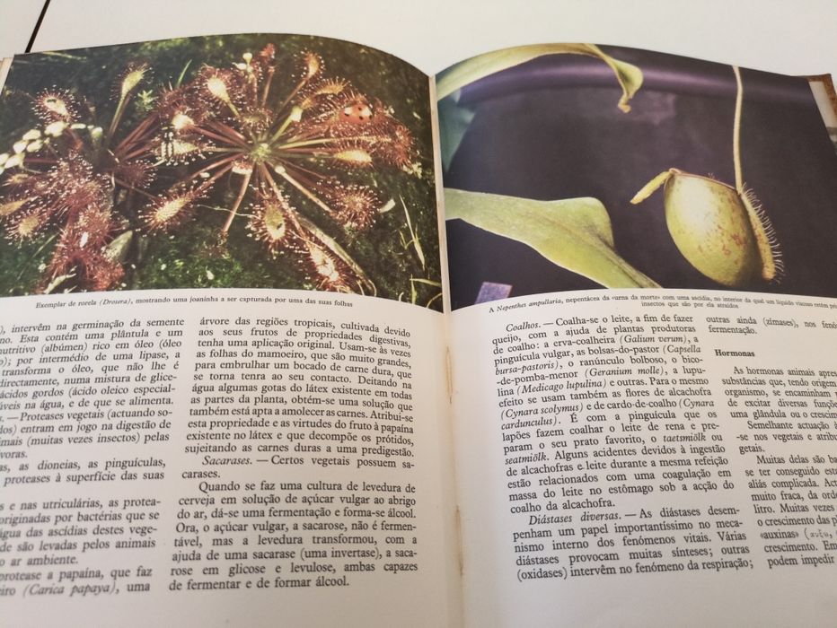 O Mundo das Plantas de Henri Rousseau