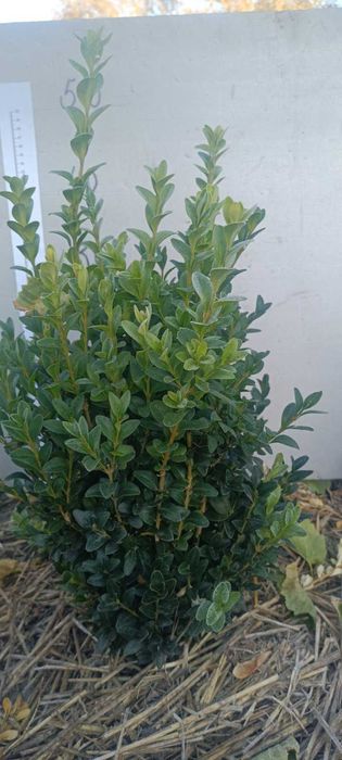 самшит, є різні розміри