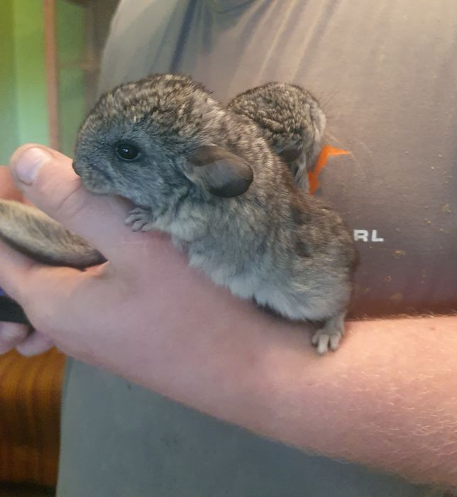 Szynszyle do rezerwacji młoda szynszyla młody szynszyl zamiast królik