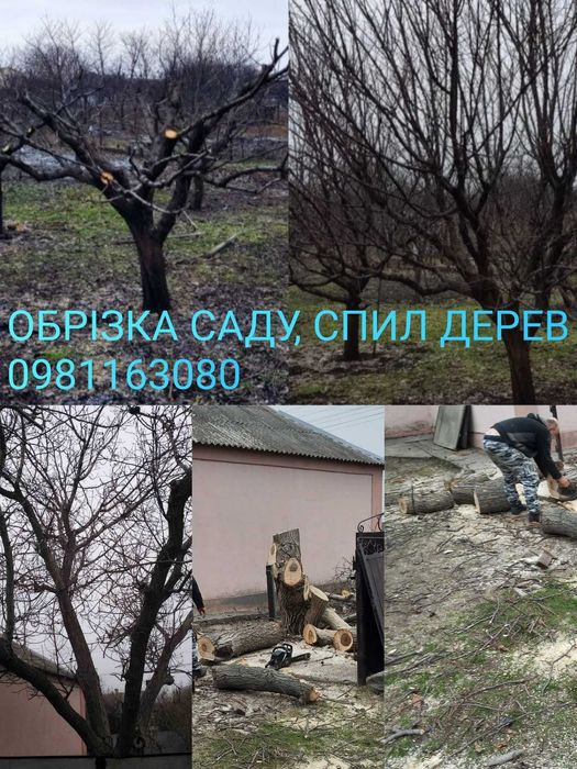 СПИЛ дерев, Обрізка саду, Стрижка хвойних