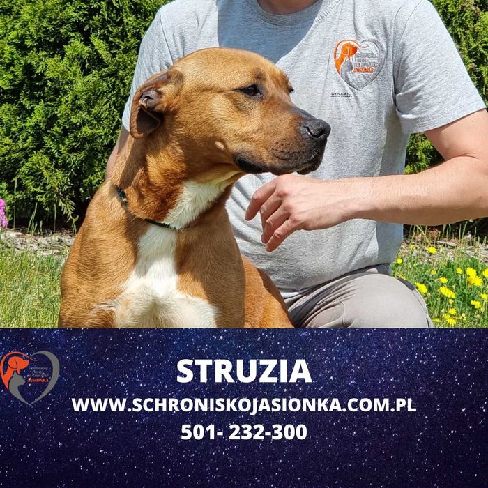 Struzia szuka domu-schronisko Jasionka -aktualne