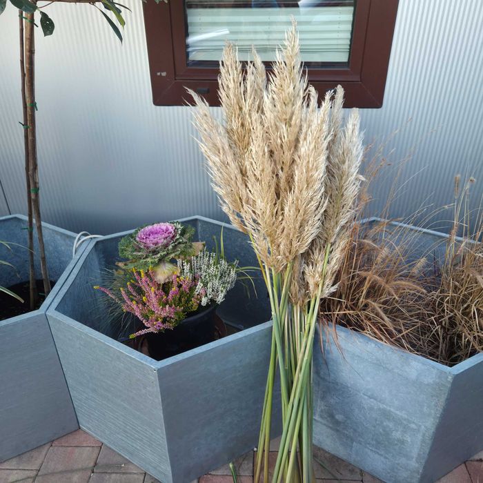 Trawa pampasowa kwiatostany