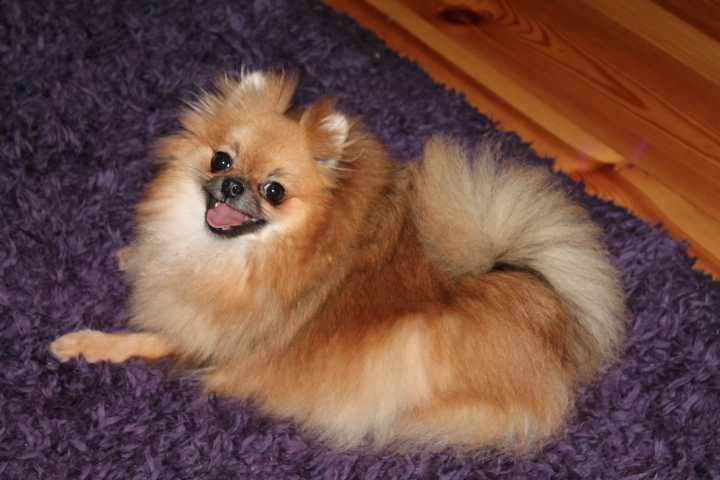 Pomeranian Szpic Miniaturowy Sunia Dorosła