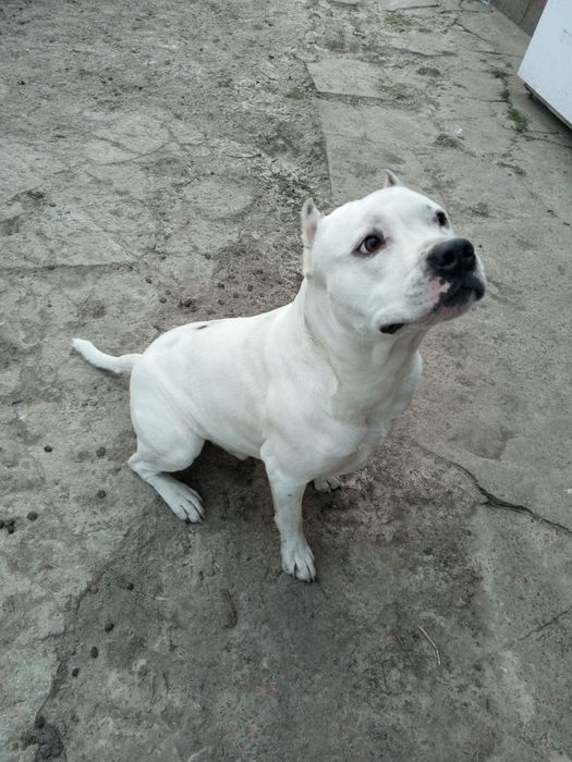 В'язка Амстаф  Золотоноша