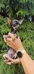 Sprzedam chihuahua