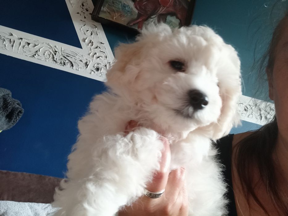Bichon frise piesek