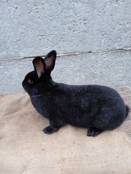 Кролики різних порід